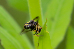 Parancistrocerus pensylvanicus