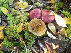 Suillus paluster