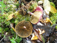Suillus paluster