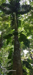Iriartea deltoidea
