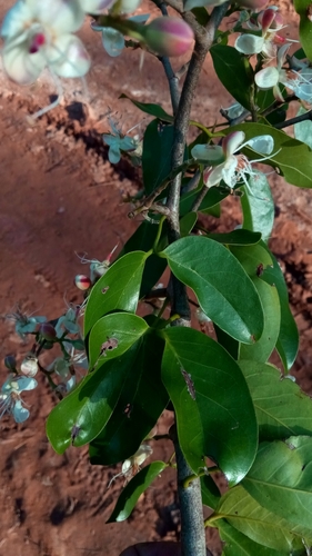 Hymenaea verrucosa image