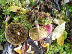 Suillus paluster