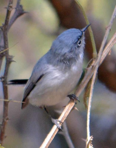 Blue-gray Gnatcatcher, photo 4 of 7