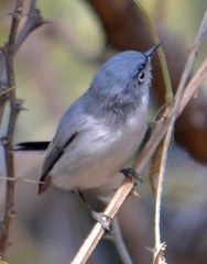 Blue-Gray Gnatcatcher photo 5