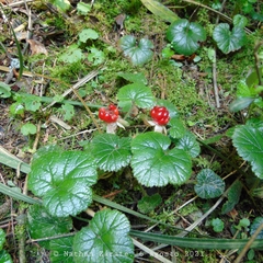 Rubus pumilus