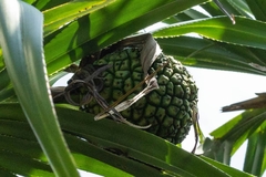Pandanus urophyllus