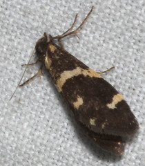 Lepidoscia tyrobathra