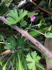 Geranium berteroanum
