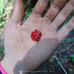 Rubus pumilus