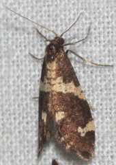 Lepidoscia tyrobathra