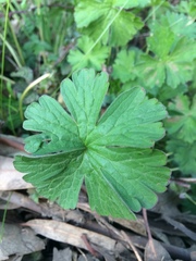 Geranium berteroanum