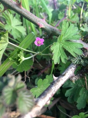 Geranium berteroanum