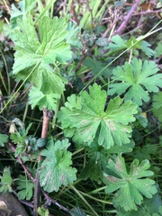 Geranium berteroanum