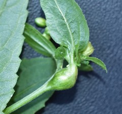 Asphondylia eupatorii