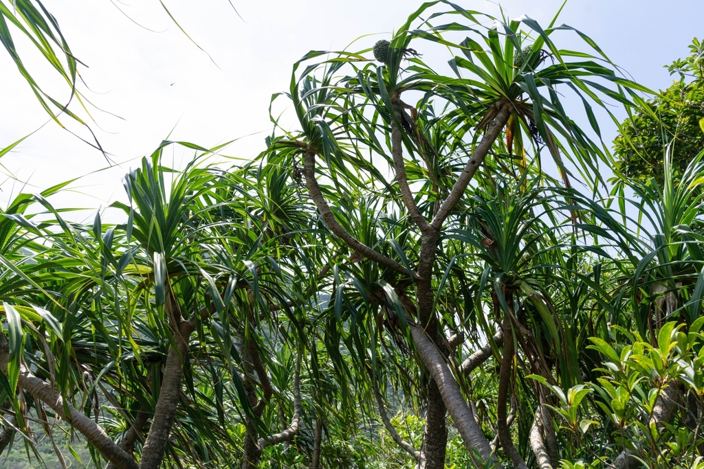 Pandanus urophyllus (Pandanus urophyllus)