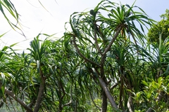 Pandanus urophyllus