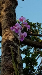 Papilionanthe