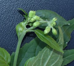 Asphondylia eupatorii