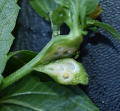 Asphondylia eupatorii