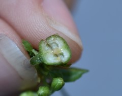Asphondylia eupatorii