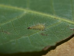 Caryomyia procumbens