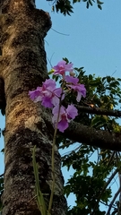 Papilionanthe