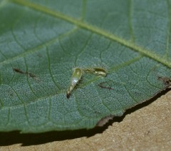 Caryomyia procumbens