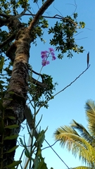 Papilionanthe