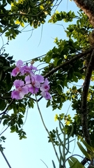Papilionanthe