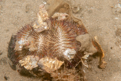 Temnopleurus alexandri