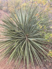 Yucca utahensis