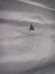 Loxostege sticticalis