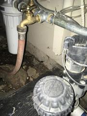 Latrodectus hesperus