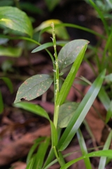 Stenotaphrum helferi