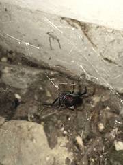 Latrodectus hesperus