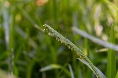 Stenotaphrum helferi