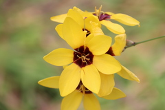 Ixia fuscocitrina