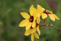 Ixia fuscocitrina