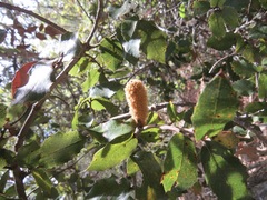 Heteroecus melanoderma