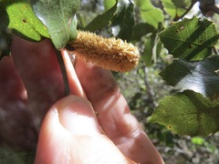 Heteroecus melanoderma