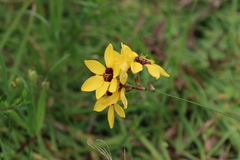 Ixia fuscocitrina