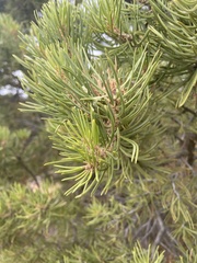 Pinus monophylla