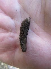 Heteroecus melanoderma