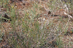 Chrysothamnus viscidiflorus viscidiflorus
