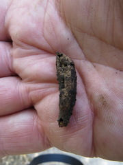 Heteroecus melanoderma