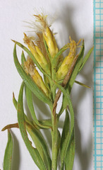 Chrysothamnus viscidiflorus viscidiflorus