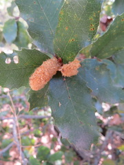 Heteroecus melanoderma