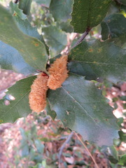 Heteroecus melanoderma