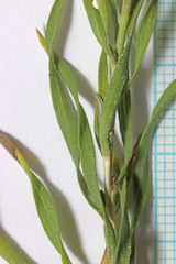 Chrysothamnus viscidiflorus viscidiflorus
