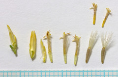 Chrysothamnus viscidiflorus viscidiflorus